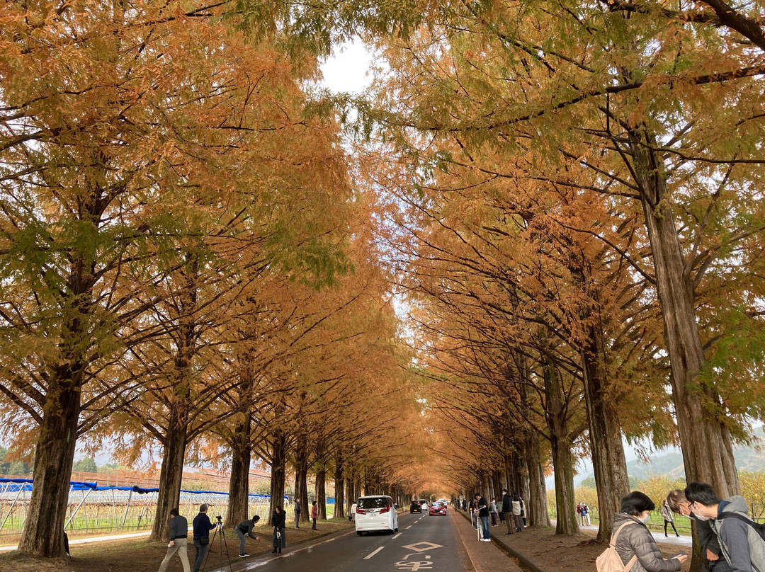 Metasequoia Namiki-高岛市必去景点