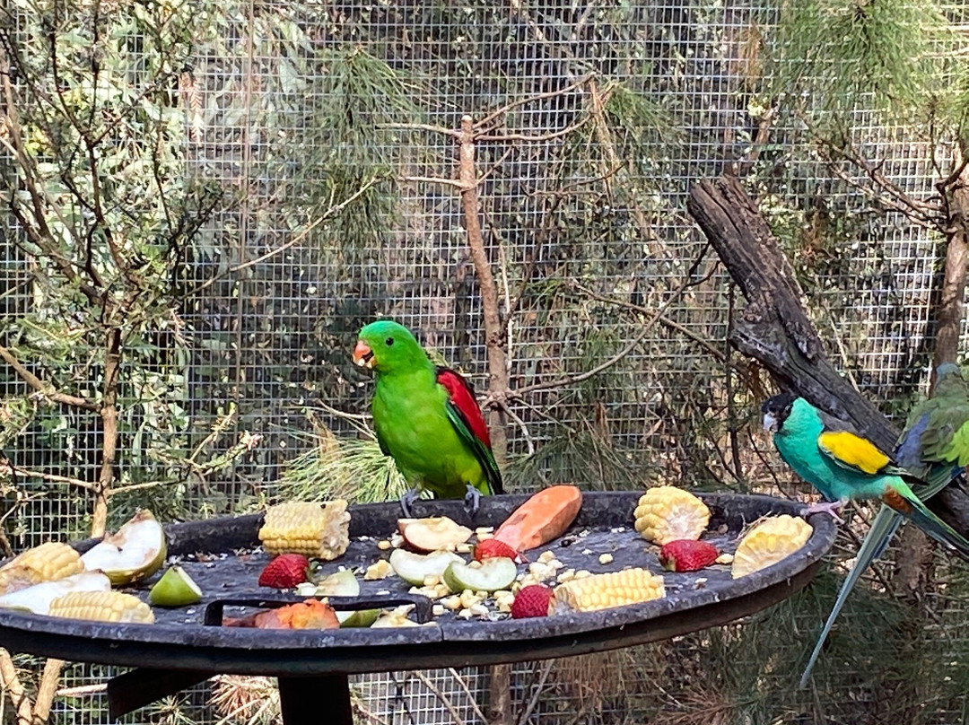 Bendigo Botanic Gardens景点图片