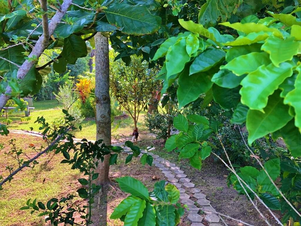 Castelo da Ilha主图