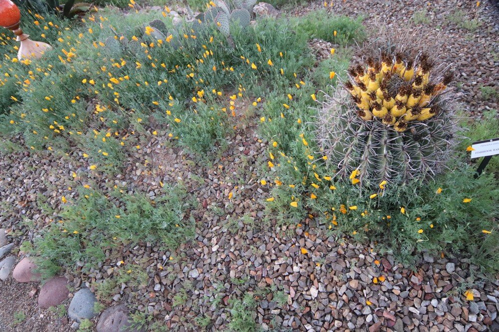 Desert Meadows Park-Green Valley必去景点