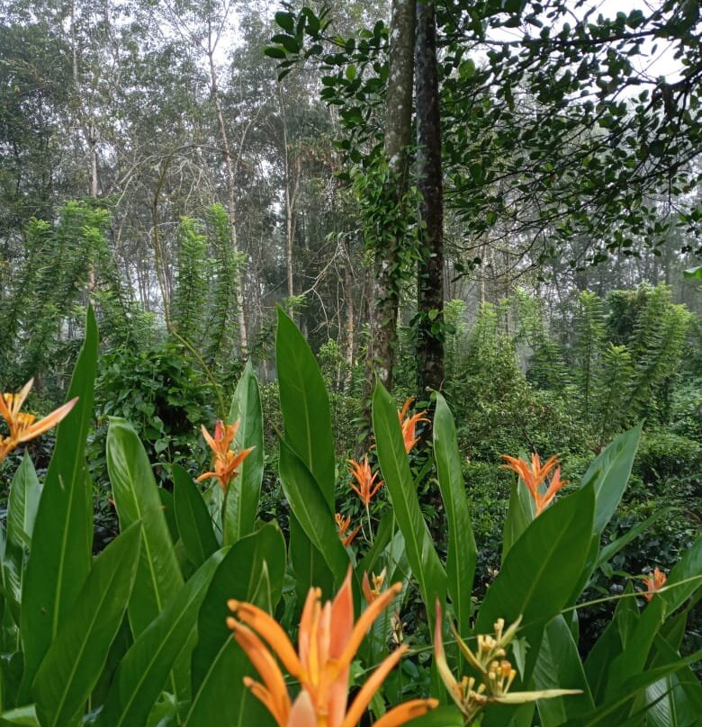 Kingdom Secret主图