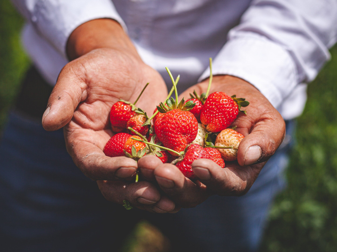 Peru Well Served-利马必去景点