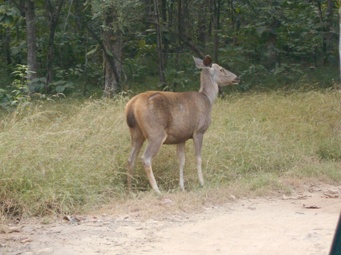 Panna Tiger Reserve-Madla必去景点