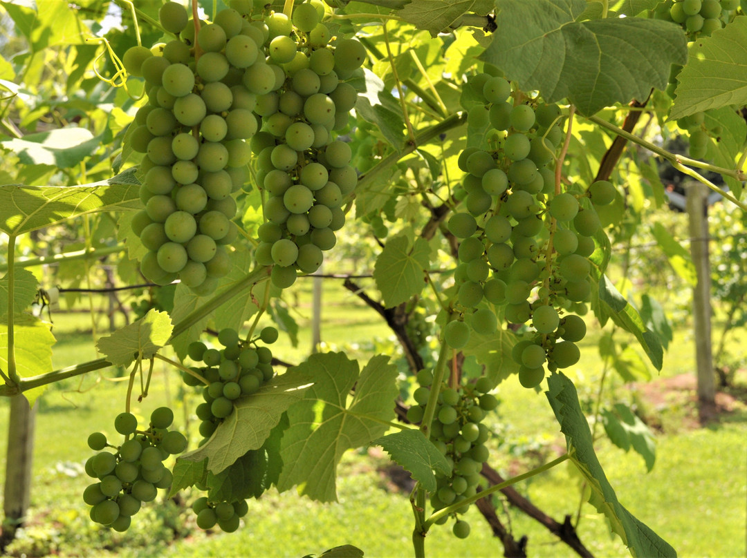 Jomagrha Vineyards & Winery景点图片