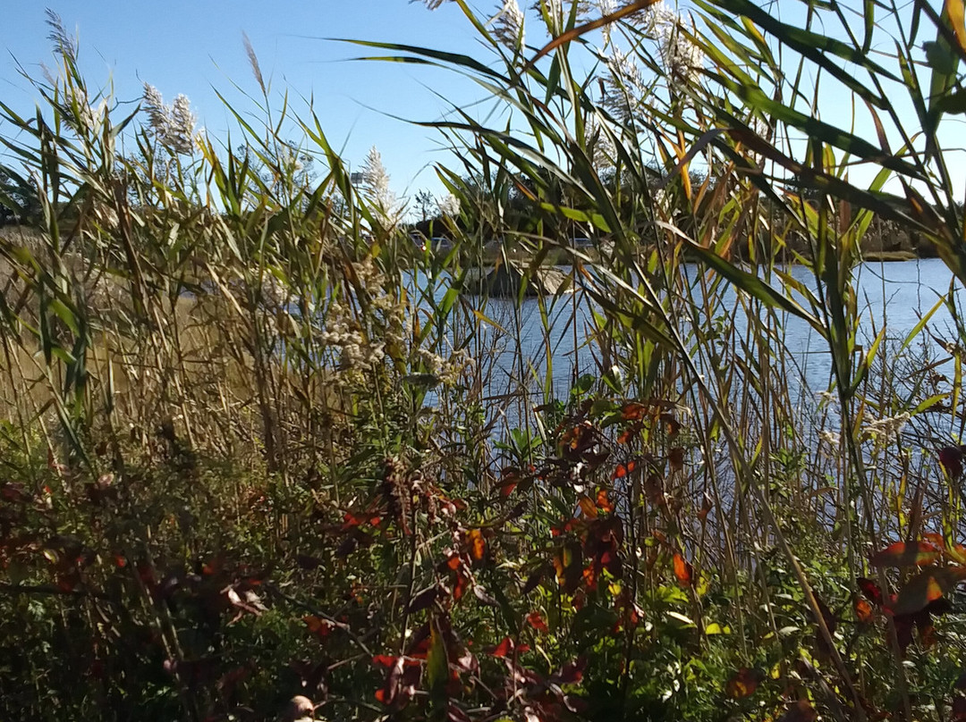 Hammonasset Beach State Park景点图片