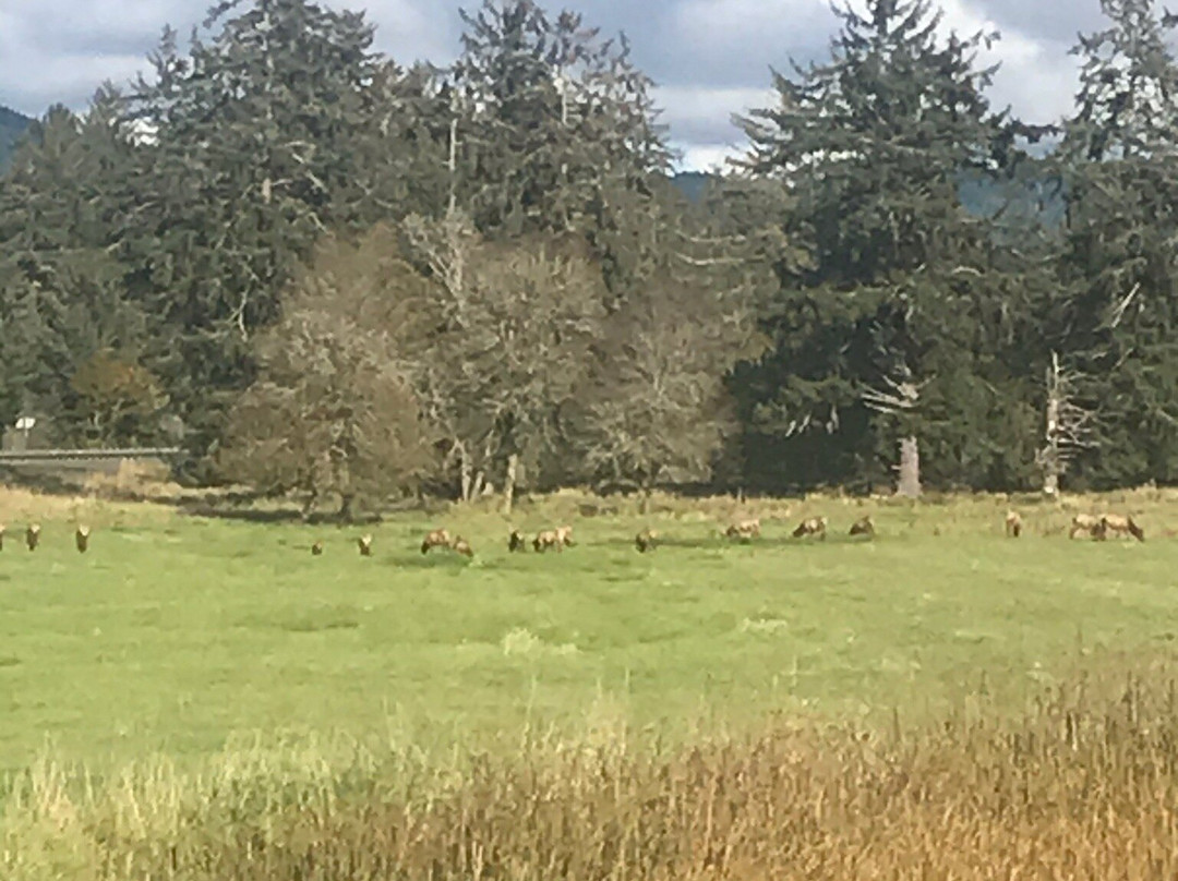 Dean Creek Elk Viewing Area景点图片