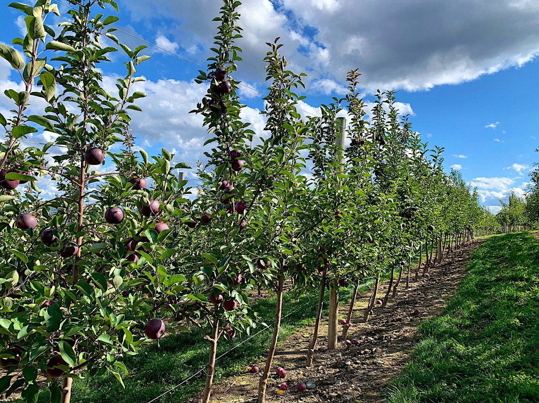 Apex Orchards-Shelburne Falls必去景点