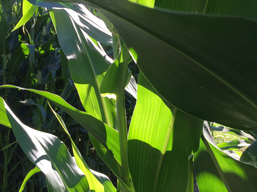 The Farm at Swan's Trail-Snohomish必去景点