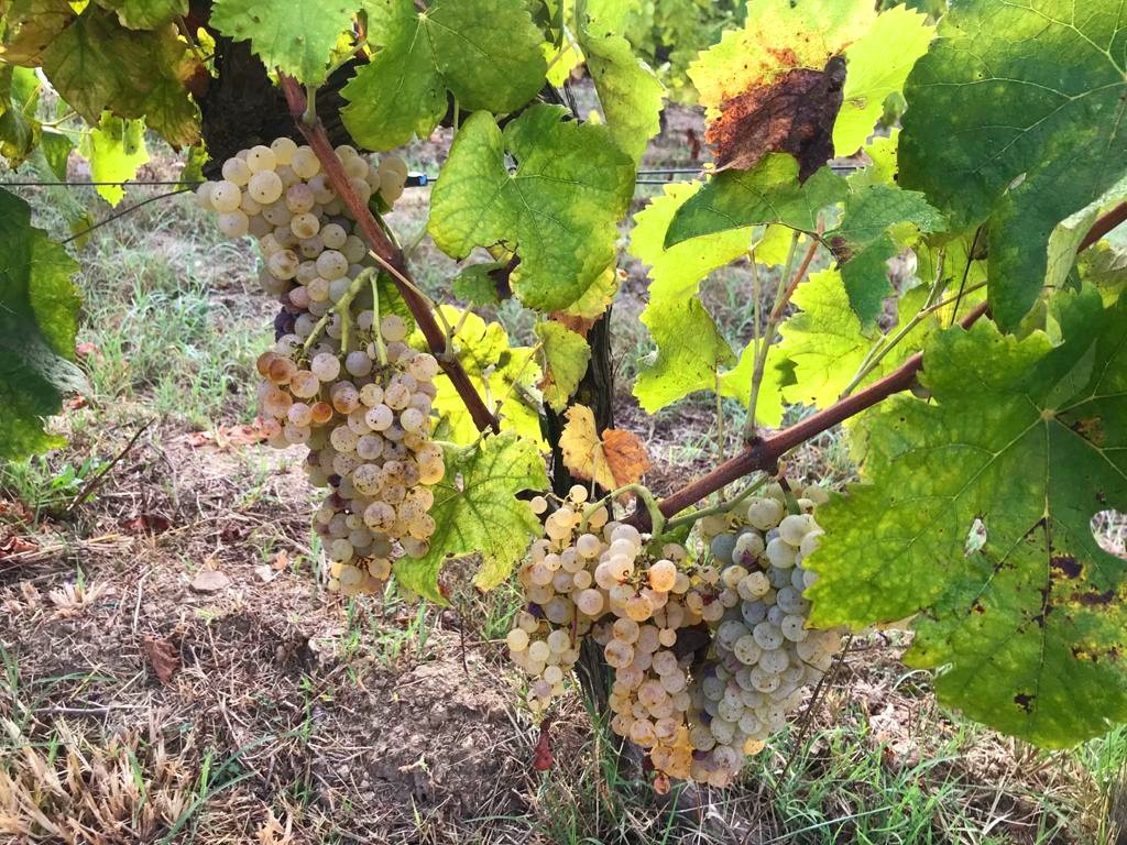Tenuta Santa Caterina主图