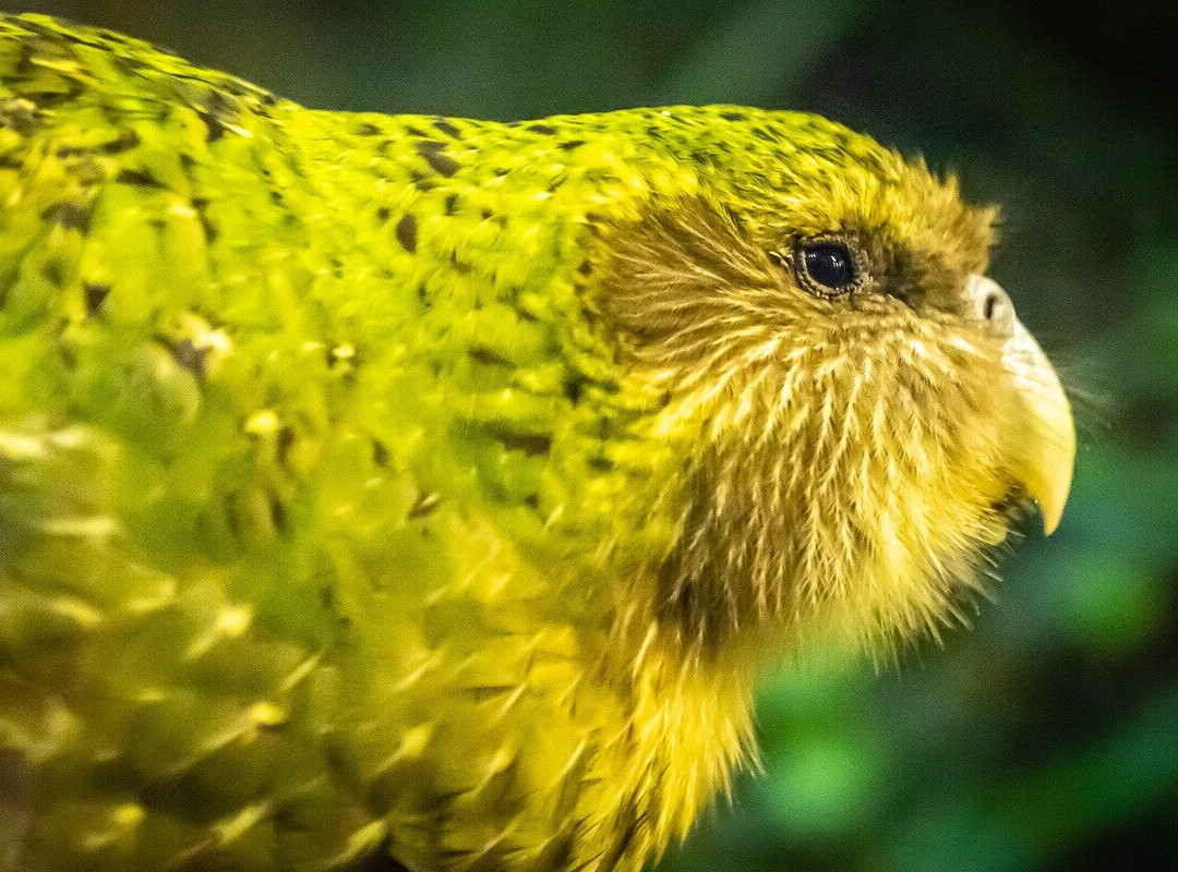 Excursions guidées à Dunedin, atelier photo et séjours thématiques en NZ-但尼丁必去景点