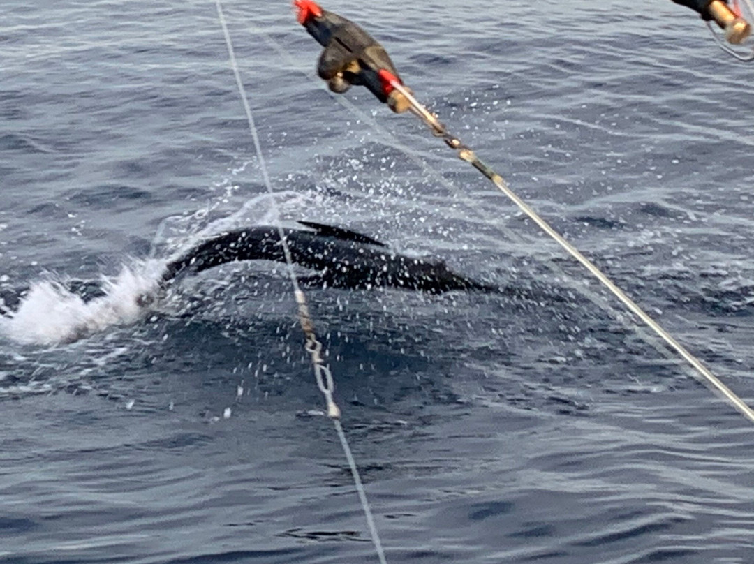 Rhonda's Osprey Offshore Charters-Palm Beach Shores必去景点