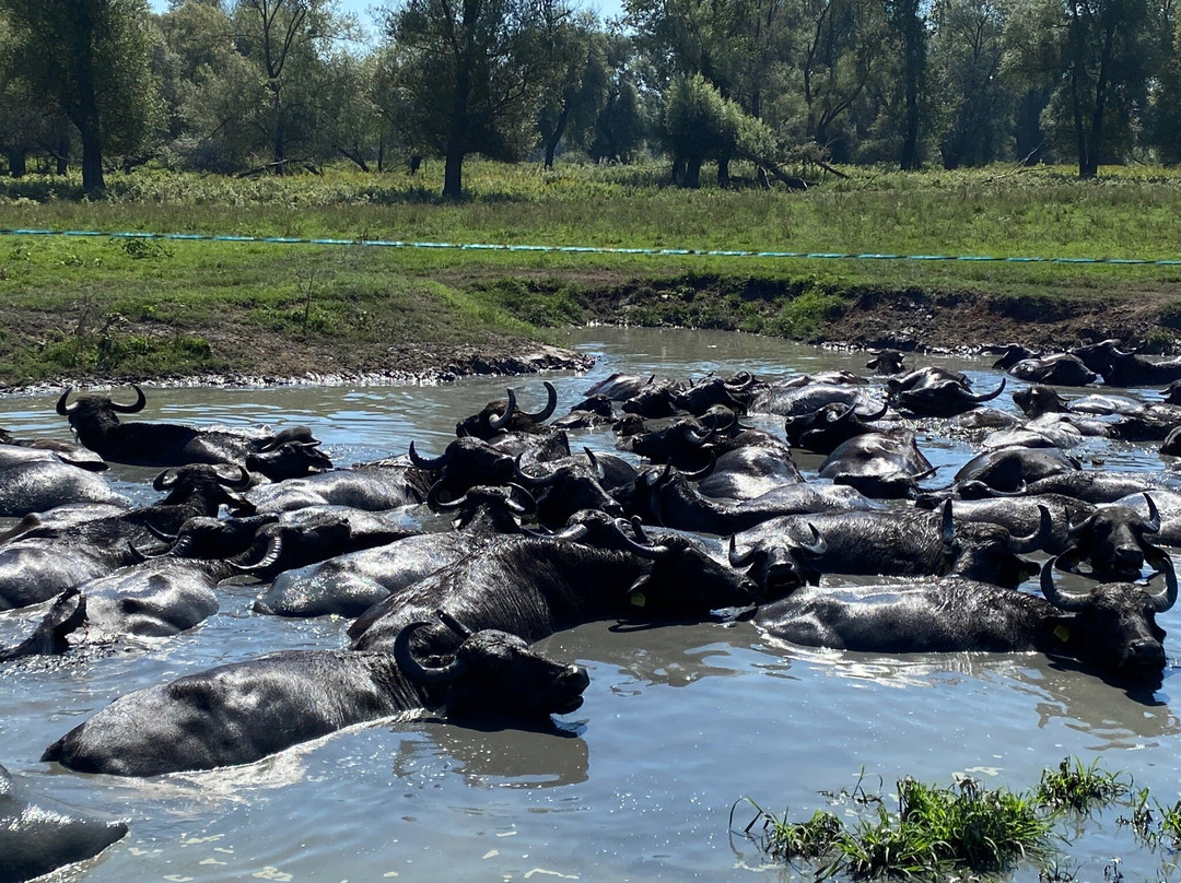 Kápolnapuszta Buffalo Reservation景点图片