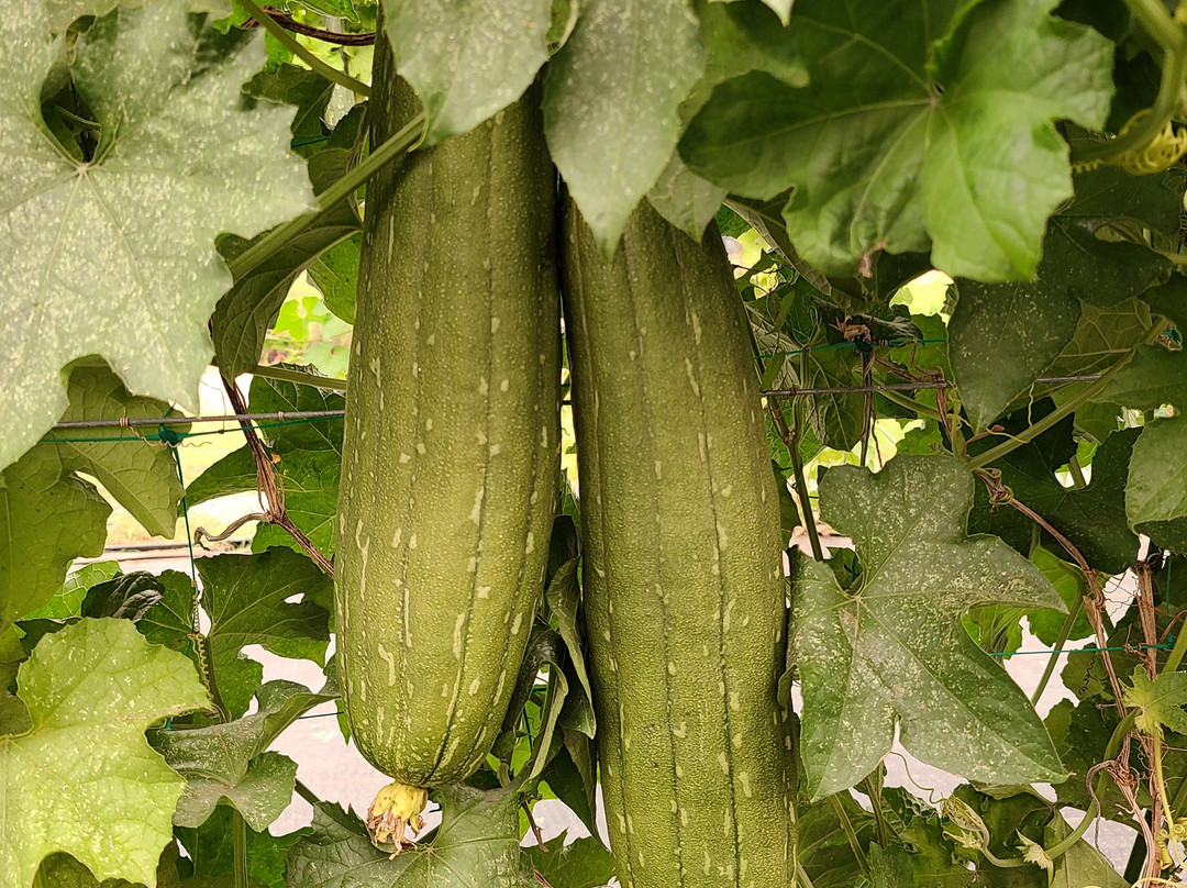 MoonBeam Farm-Corning必去景点