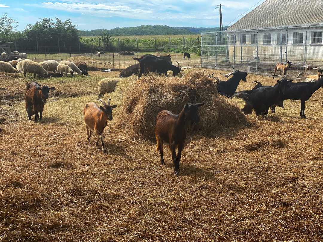 7 Vezer Tortenelmi Kalandpark es Garaboncias Farm景点图片