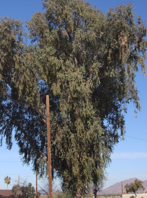 Burleson Park-Gila Bend必去景点