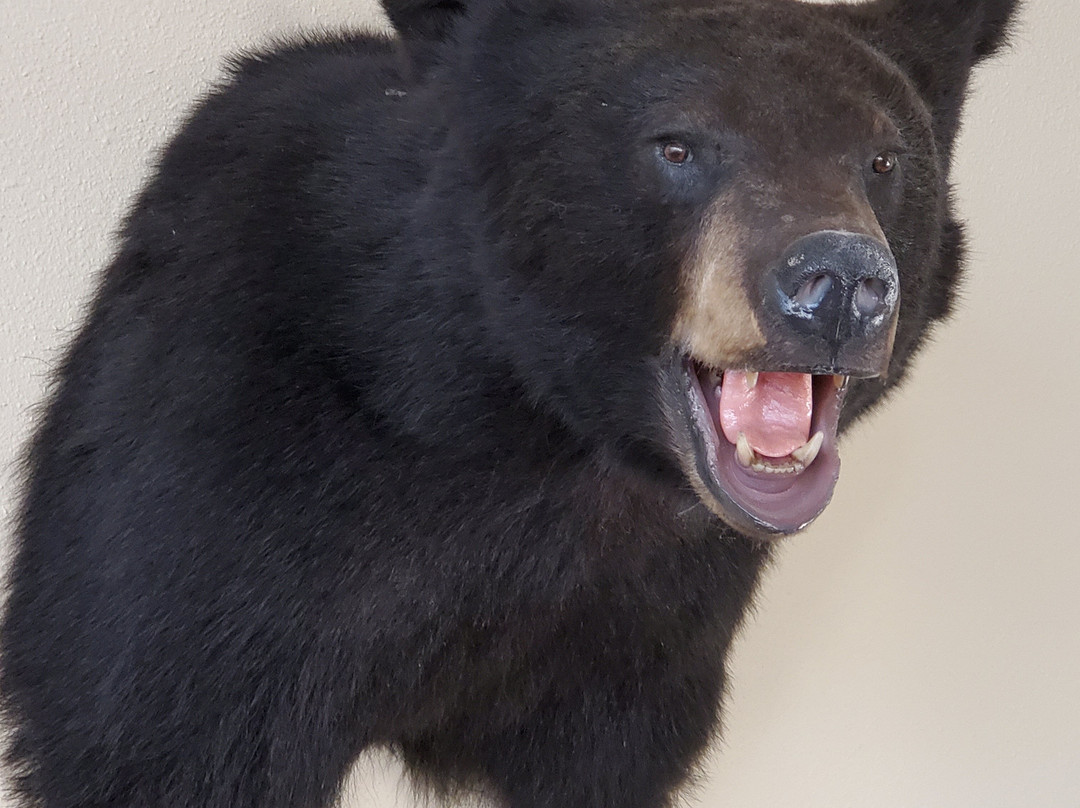 Quality Inn & Suites - Ladysmith主图