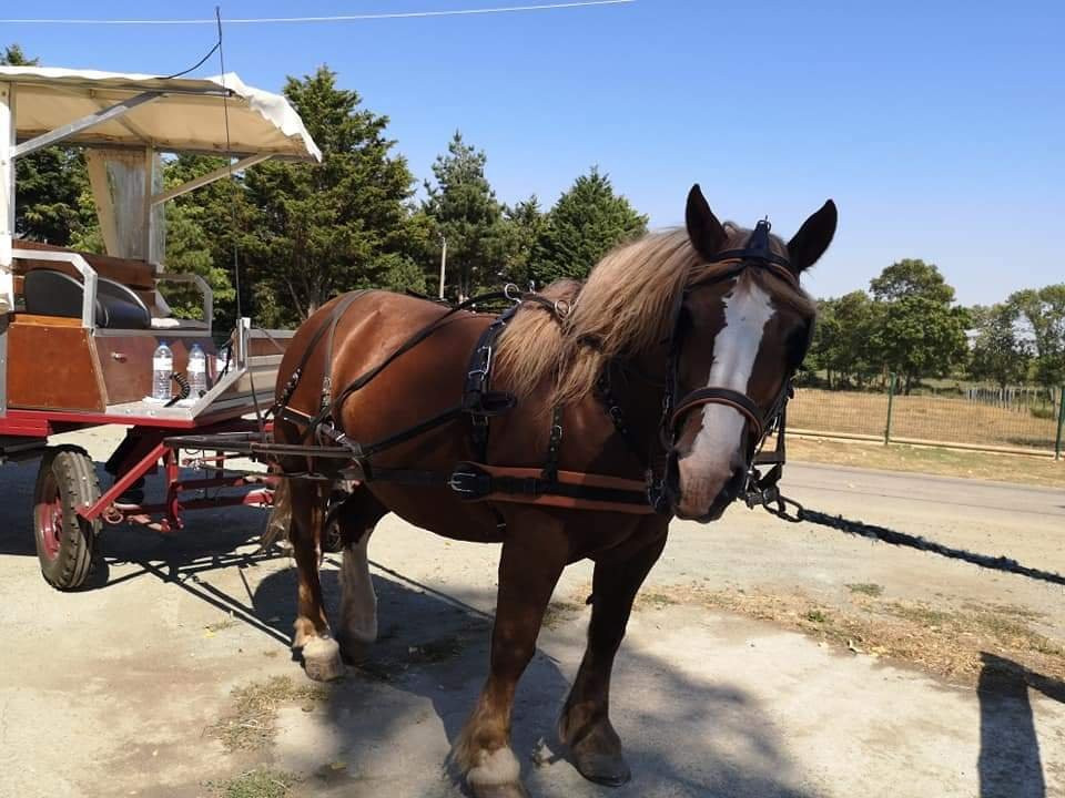 Lavau-sur-Loire旅游攻略图片