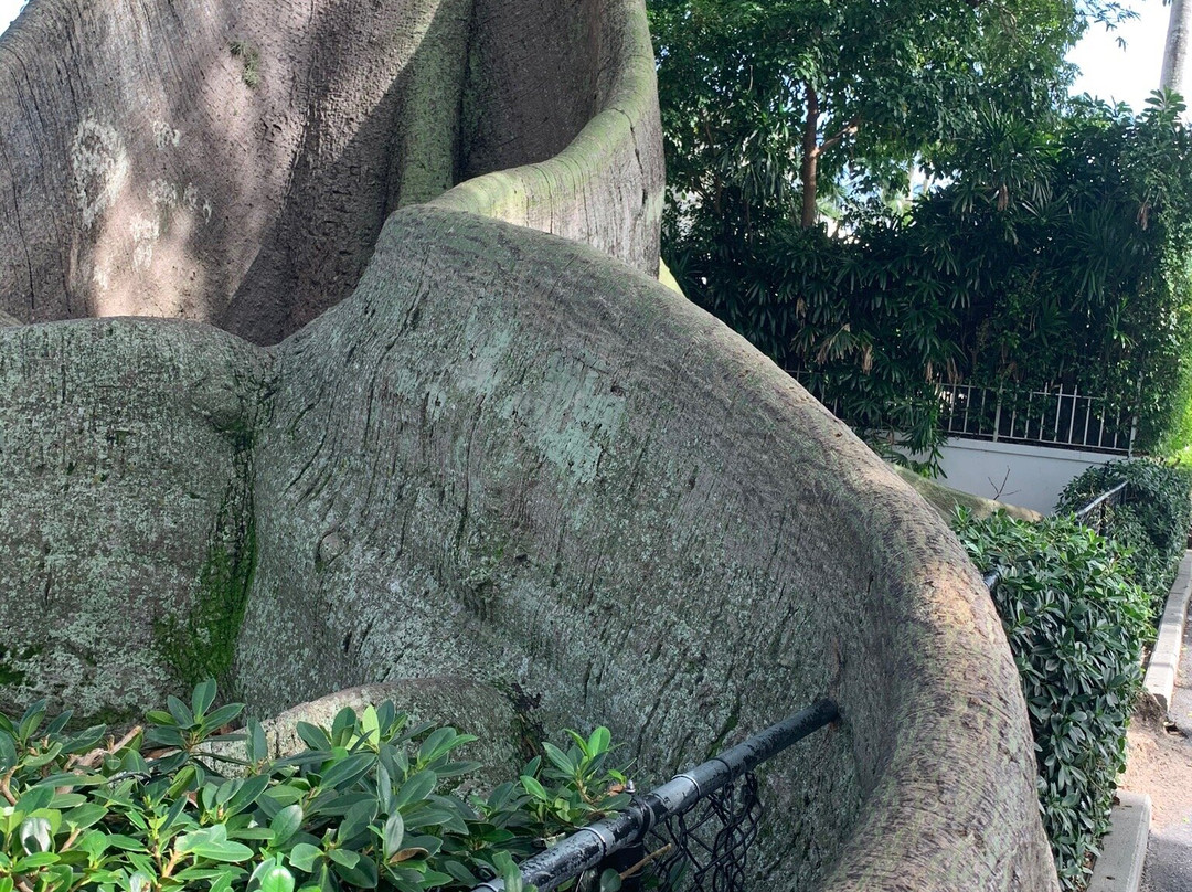 Giant Kapok Tree景点图片