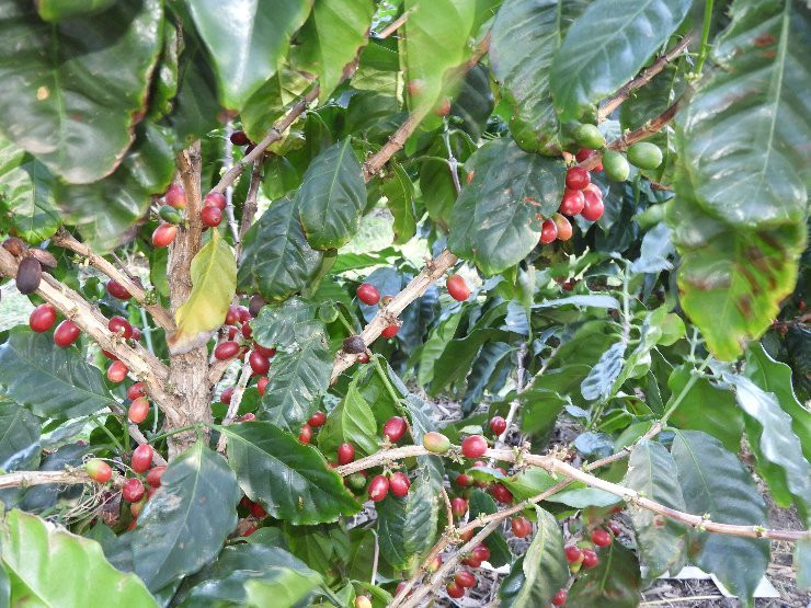 Beaver Creek Coffee Farm-Port Edward必去景点