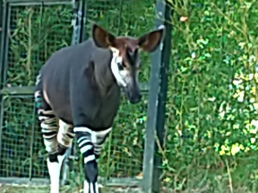 ZooParc de Beauval-圣艾尼昂必去景点