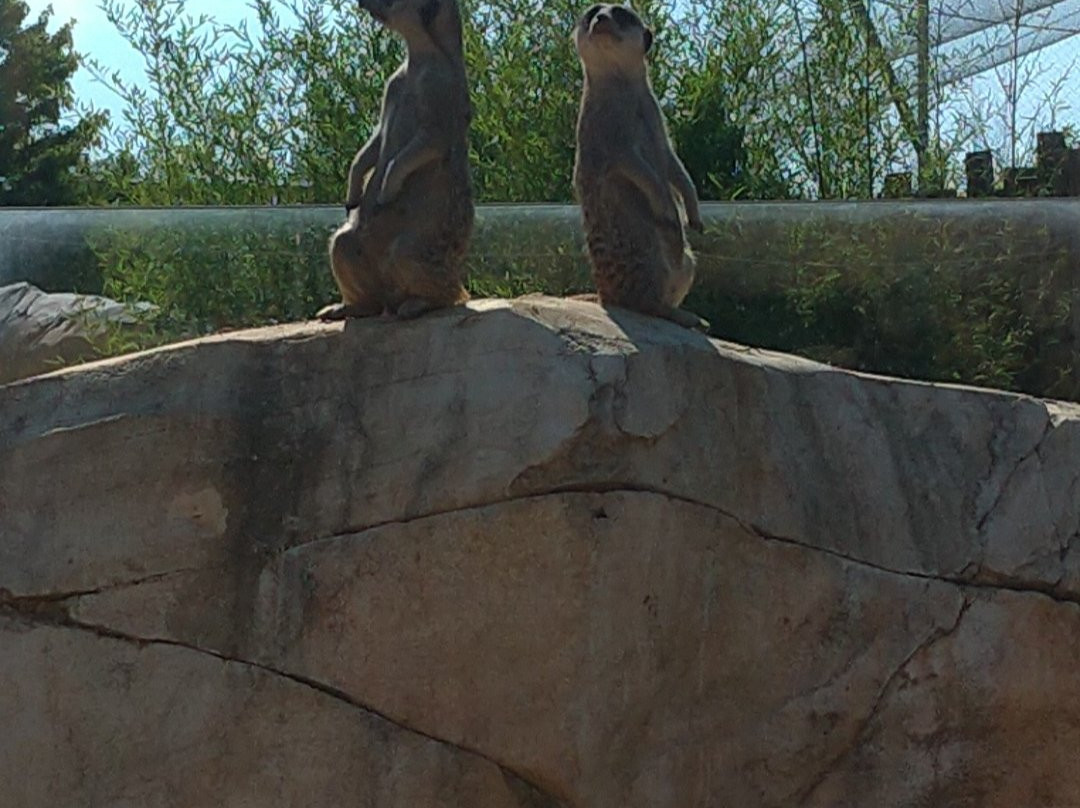 ZooParc de Beauval-圣艾尼昂必去景点