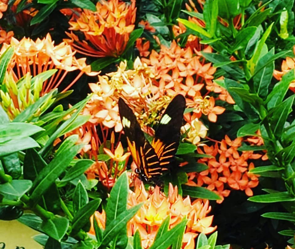 Cecil B Day Butterfly Center-Pine Mountain必去景点