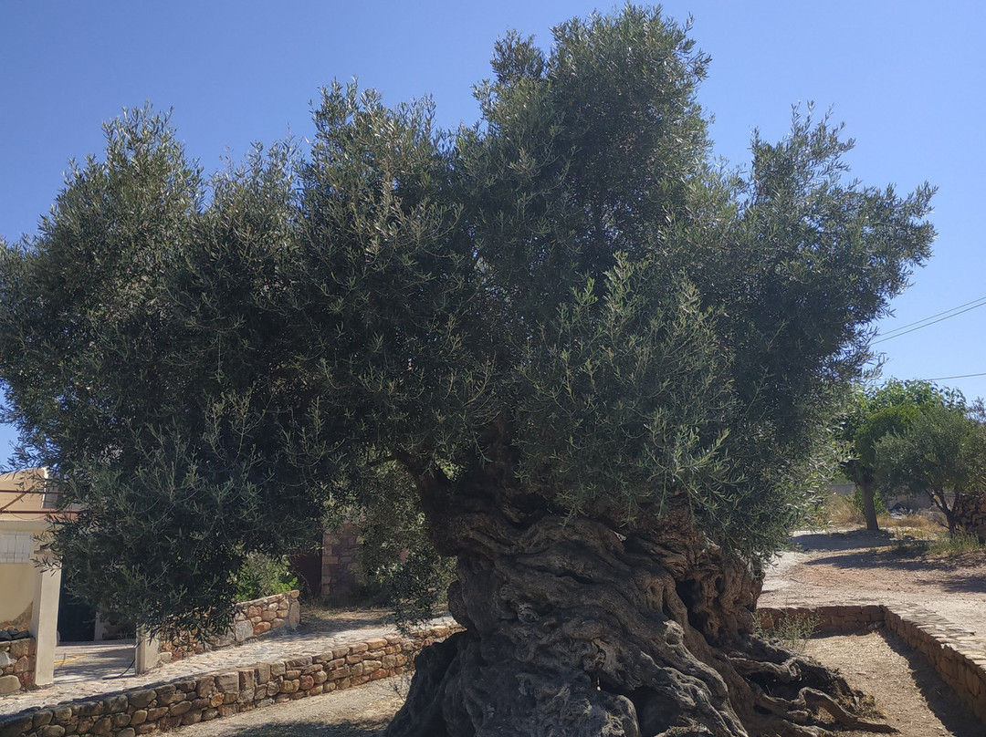 The Monumental Olive Tree of Vouves景点图片