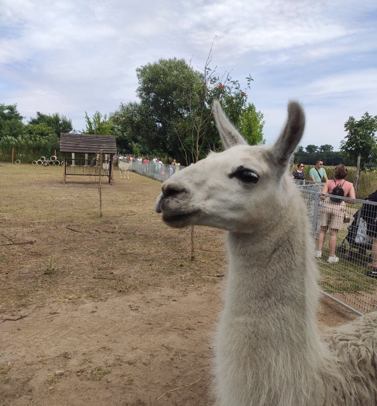 Zoo Safari景点图片