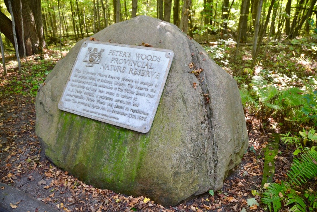 Peter's Wood Provincial Nature Reserve Trail景点图片