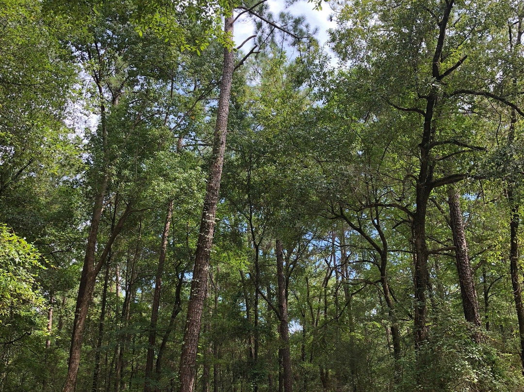 Chickasabogue Park Alabama-莫比尔必去景点