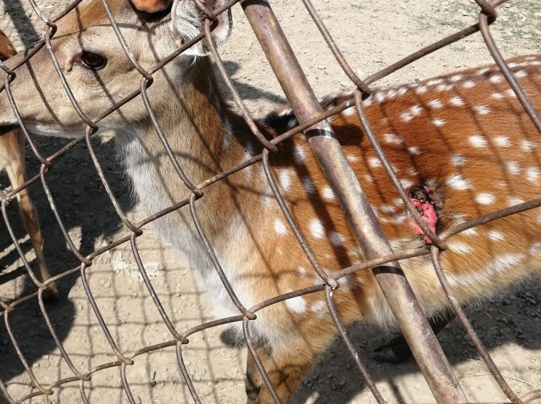 Deer Farm景点图片