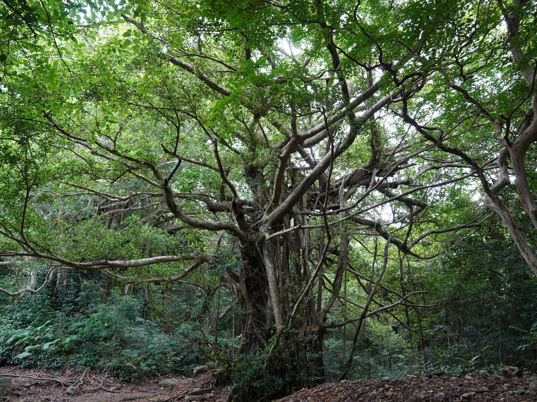 Takena Gajyumaru景点图片