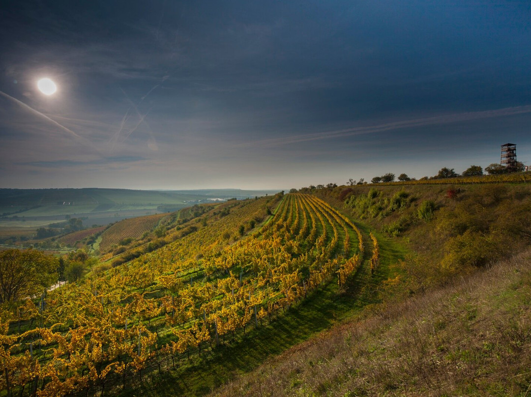 Rodinne vinarstvi Jedlicka, Boretice a.s.