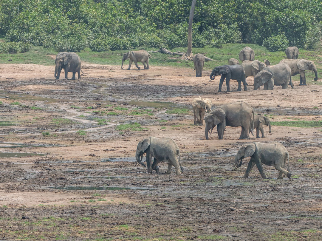 Dzanga-Sangha Reserve-Bayanga必去景点