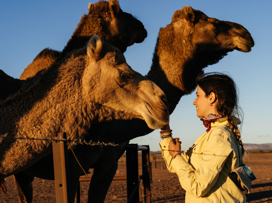 Camel Treks Australia景点图片