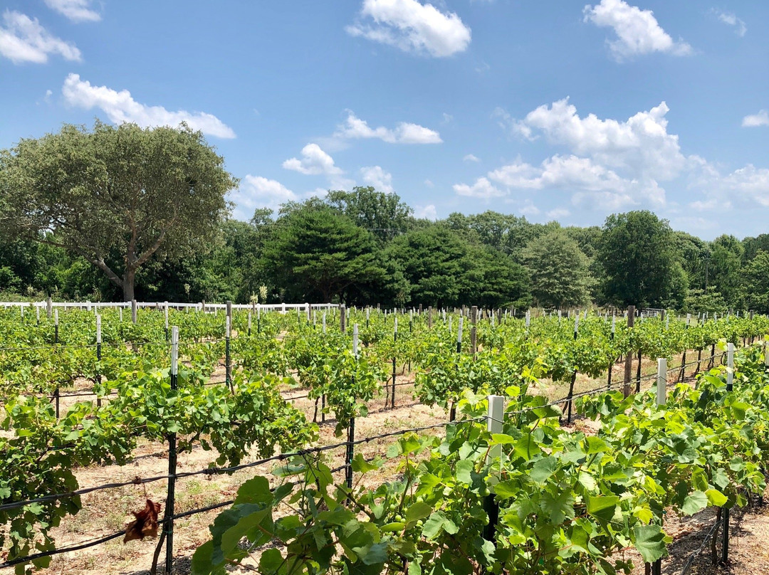 3 P's in a Vine Winery and Vineyard-Athens必去景点