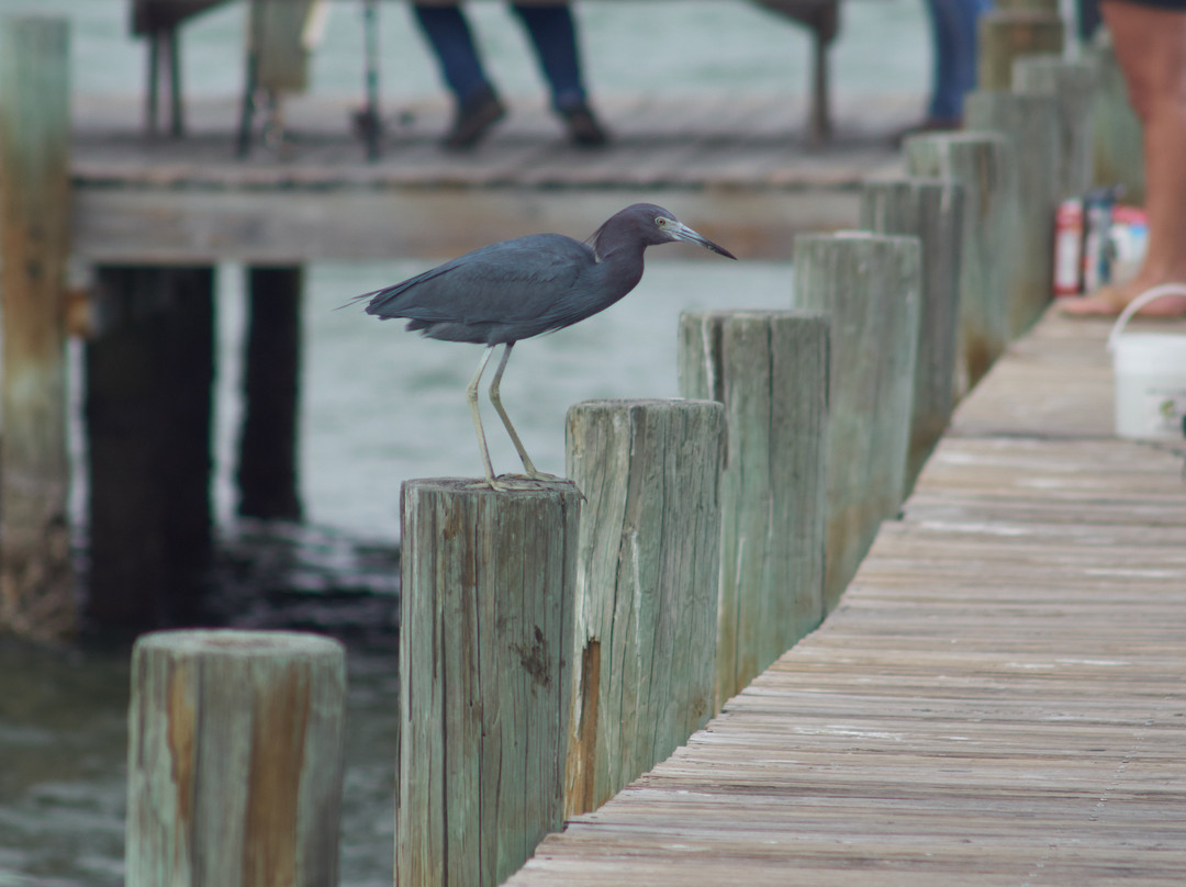 Bokeelia Fishing Pier-Bokeelia必去景点