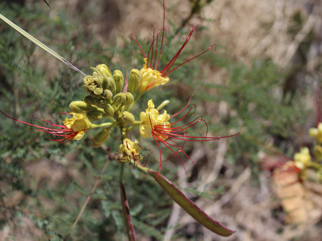 Pancho Villa State Park-Columbus必去景点