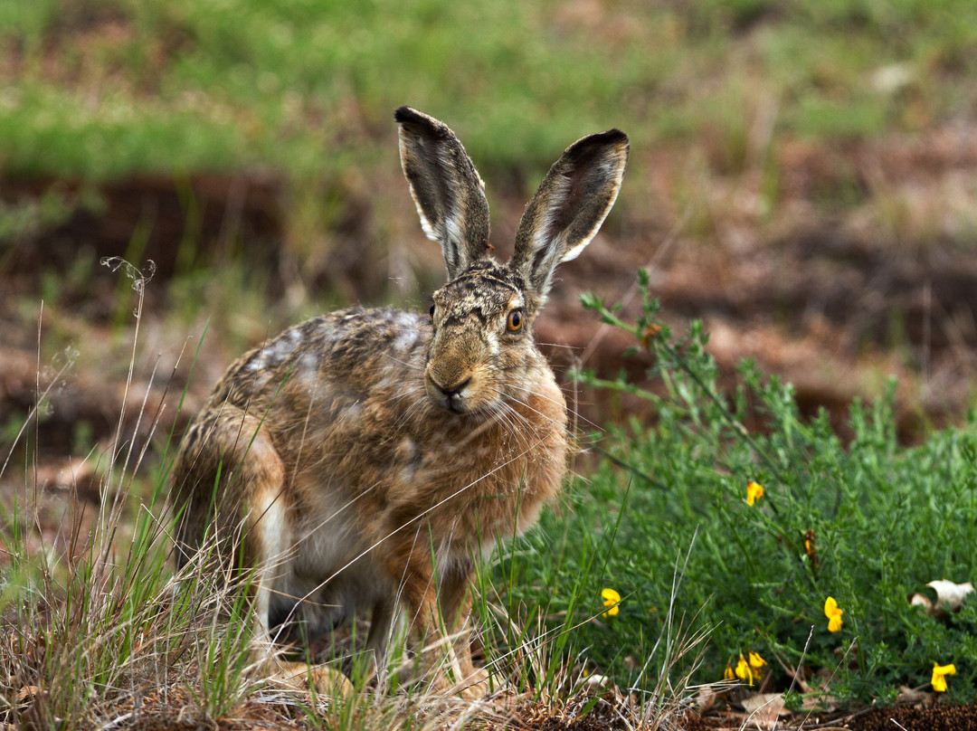 Heinz Sielmann Natur-Erlebniszentrum Wanninchen-Luckau必去景点