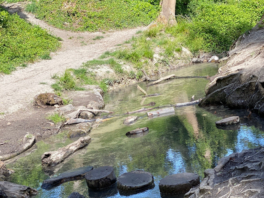Barton Springs景点图片