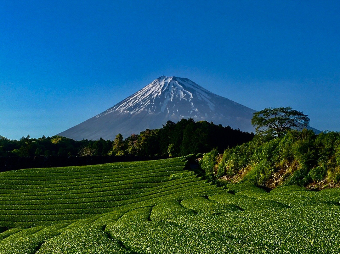 Imamiya Tea Plantation景点图片