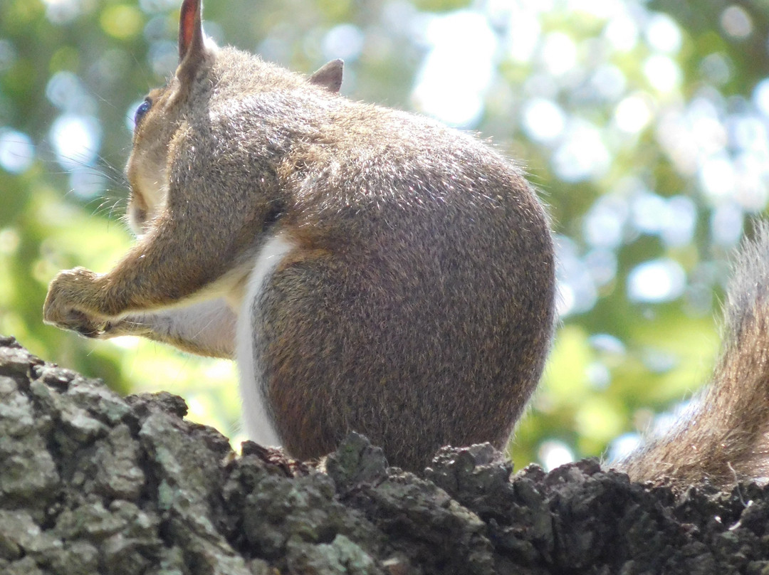 福赛思公园-萨凡纳必去景点