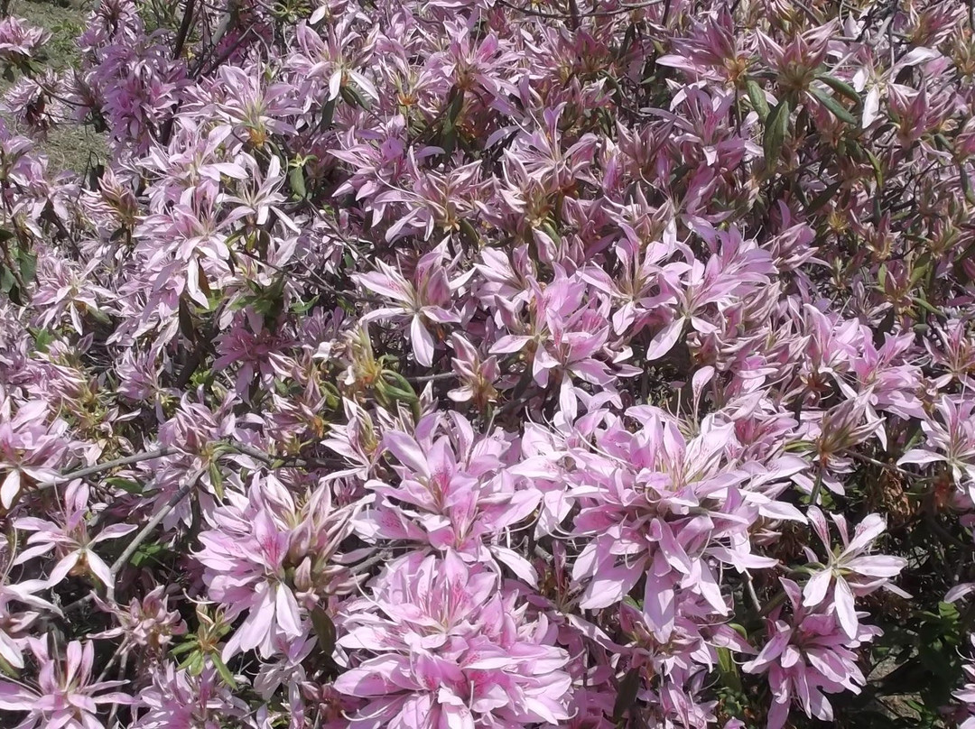 Godaison Azalea Park-越生町必去景点