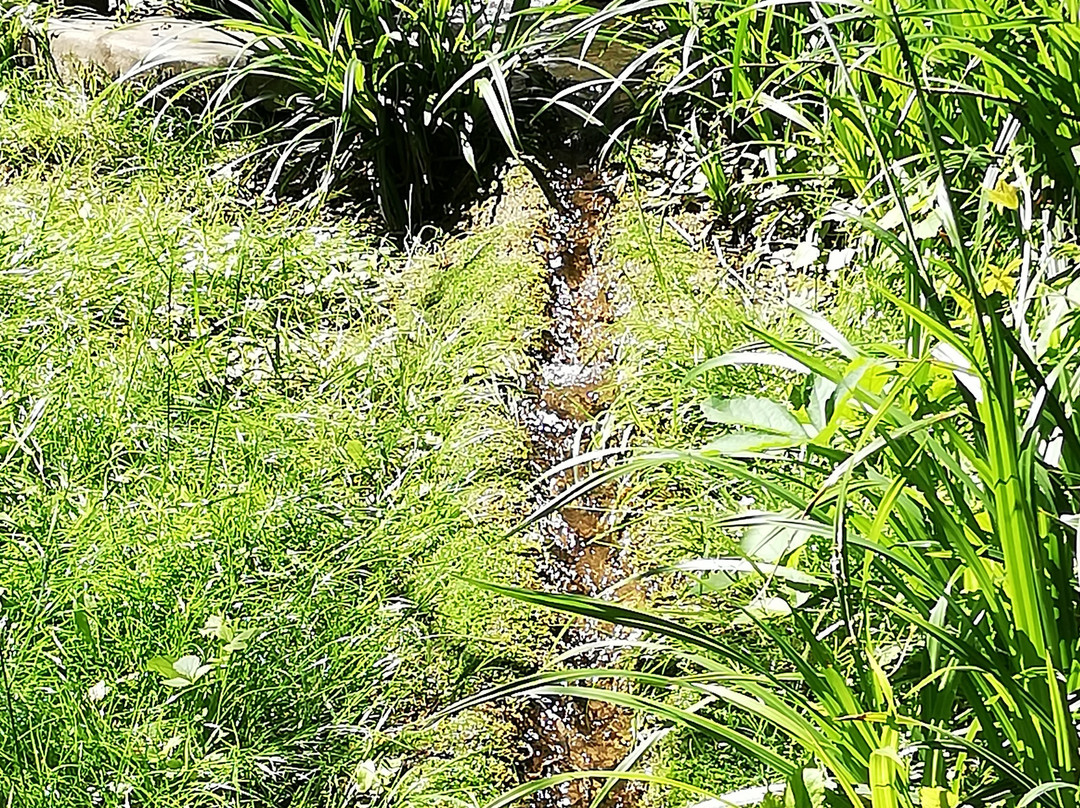 Jardin de la Biodiversite景点图片