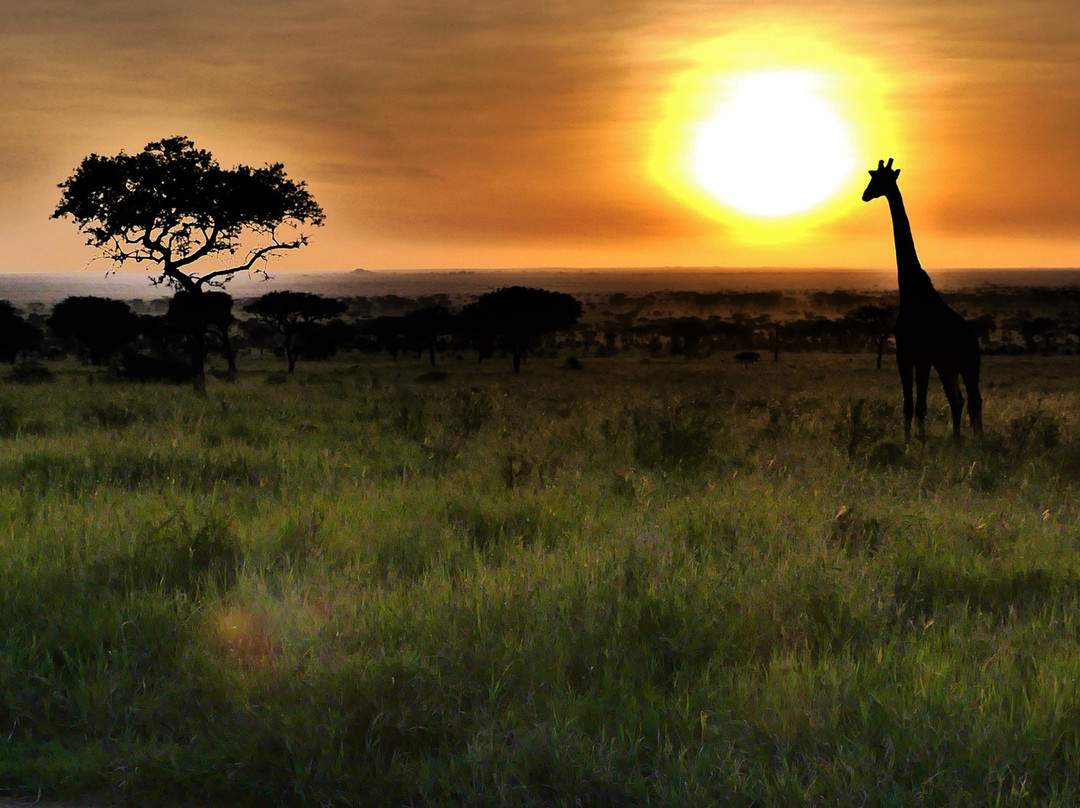 Roy Safaris-阿鲁沙必去景点