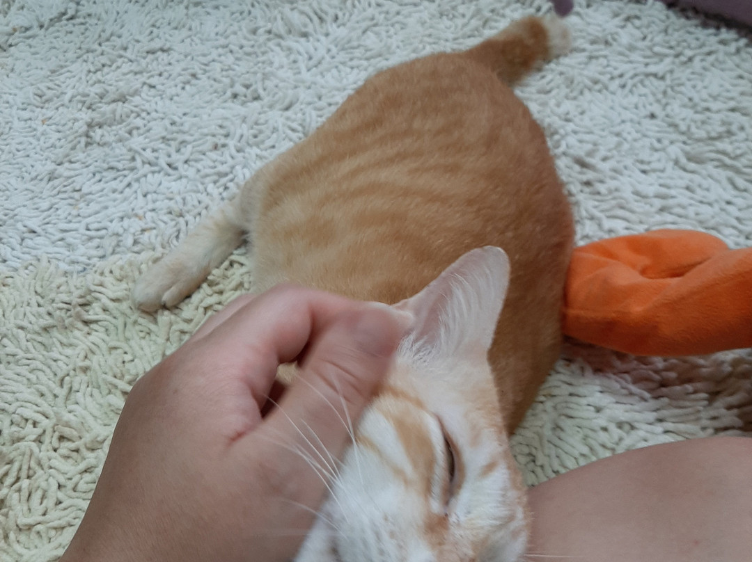 流浪狗基金会-普吉岛必去景点