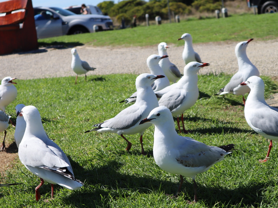 Discover Melbourne Tours景点图片