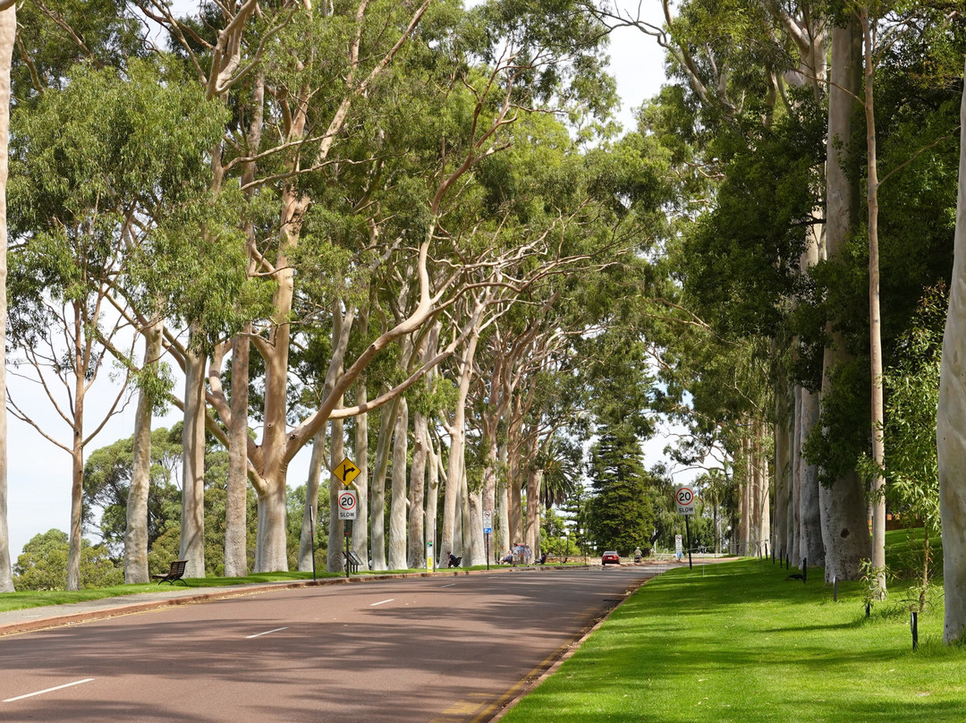 Fraser Avenue Lookout景点图片