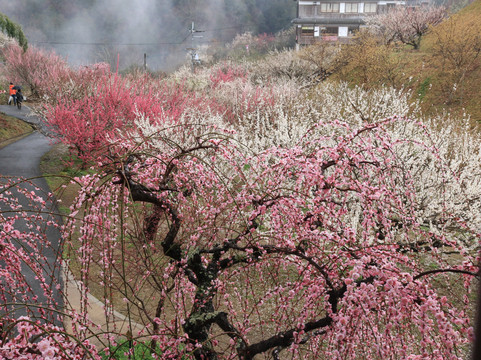 Tsukigase Plum Valley-奈良市必去景点