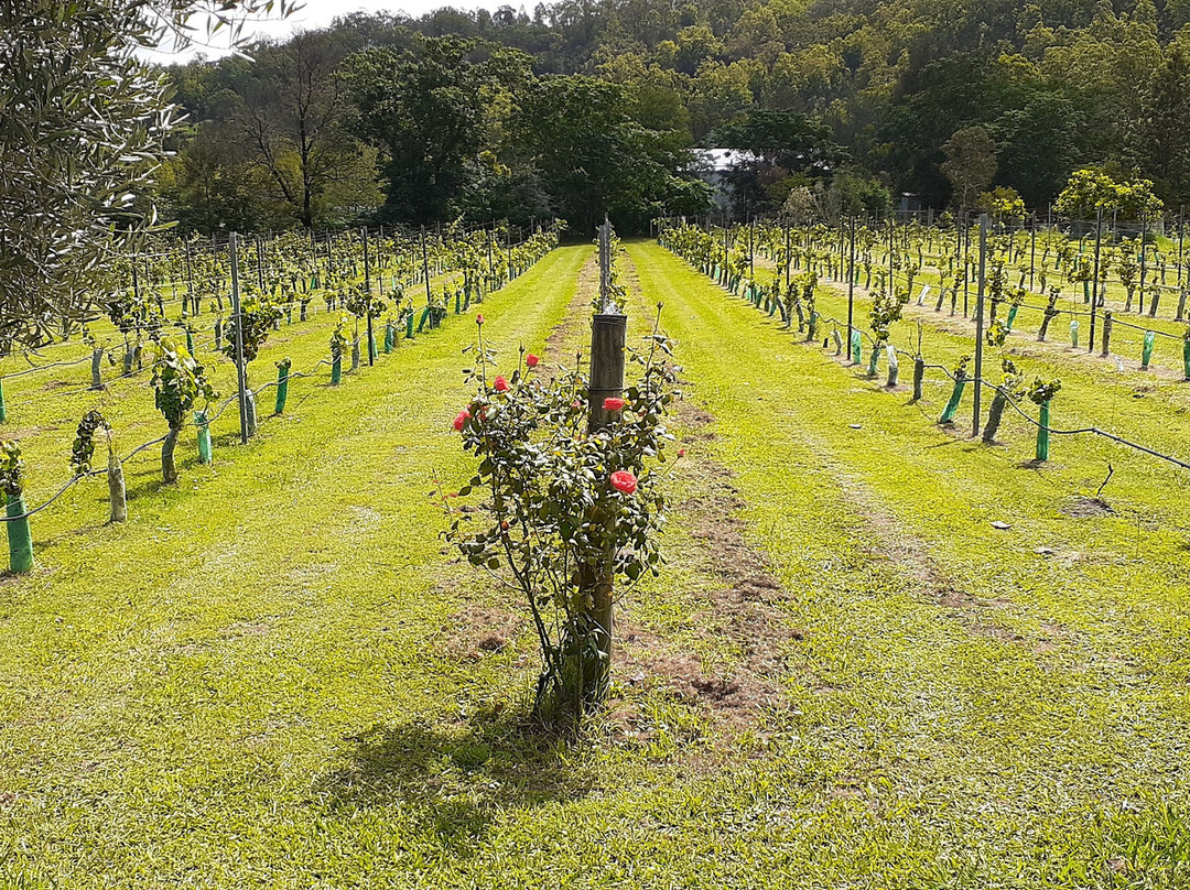 Wollombi Village Vineyard景点图片